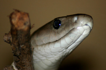 black mamba
