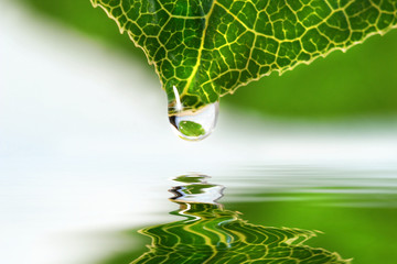 leaf droplet over water