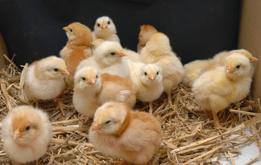 chicken