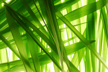 grass
