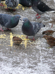 pigeons