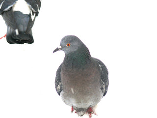 pigeon