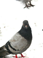 pigeon
