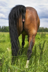 horse on a meadow