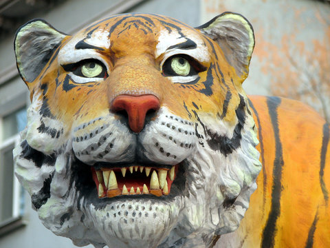 siberian tiger