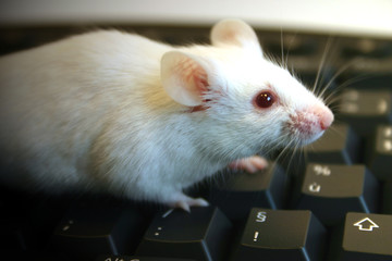 souris blanche sur clavier noir