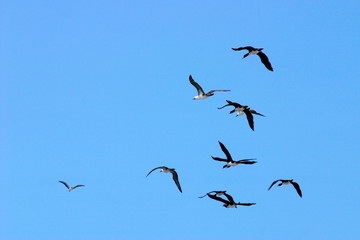flying birds