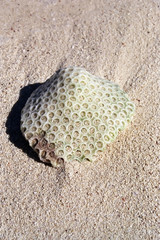 sea conch