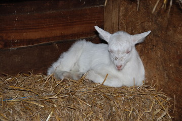 young goat sleeping