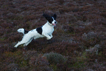 Fototapeta premium english springer spaniel