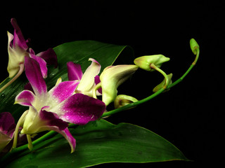 night orchids 1