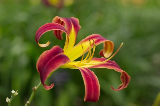 morning lily