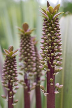 purple stems