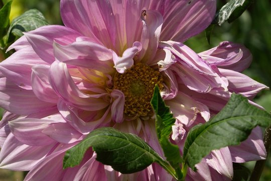 pink flower
