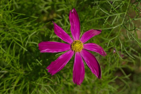 purple flower
