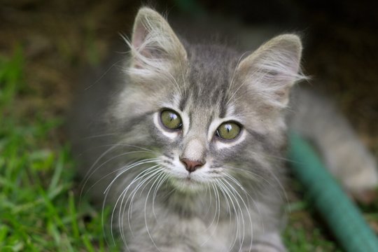cute cat
