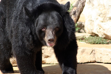 Obraz na płótnie Canvas black bear