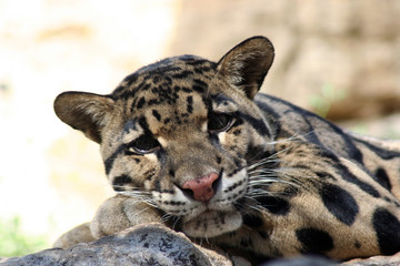 spotted cat