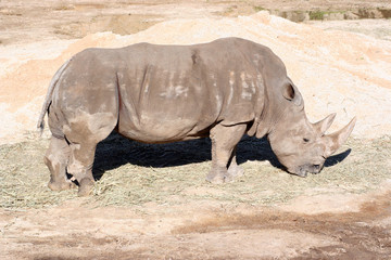 Fototapeta premium rhinoceros