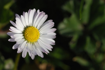 Obraz premium paquerette de printemps (2)