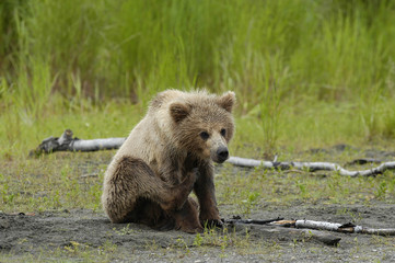 brown bear cub scratching its head © Randy Harris
