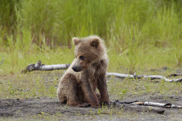 cute young brown bear cub