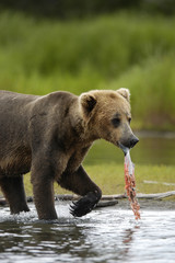 young brown bear with salmon