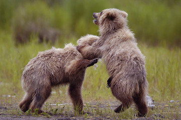 two brown bear cubs playing