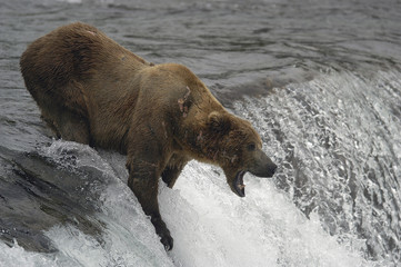 brown bear trying to catch a salmon mid air