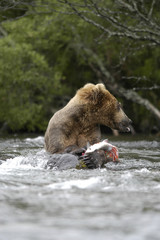 brown bear eating salmon