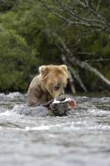 Plakat brown bear eating salmon