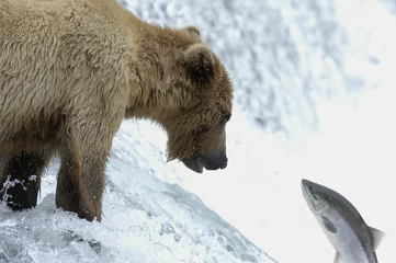 brown bear looking at salmon up close