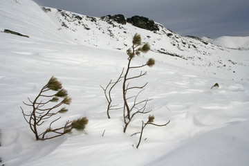 pine branches