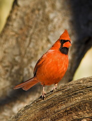 red cardinal