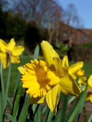 daffodils