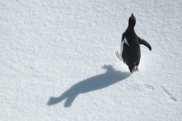 running penguin - obrazy, fototapety, plakaty