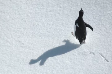 Fotobehang running penguin © staphy