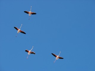 4 flaments roses