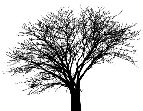 vector tree