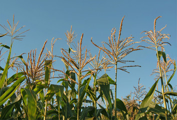 foliage of maize plant