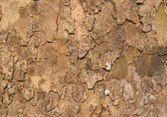 rough tree bark background.
