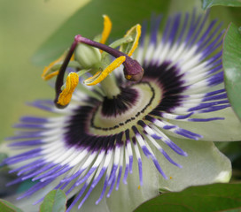 passion flower