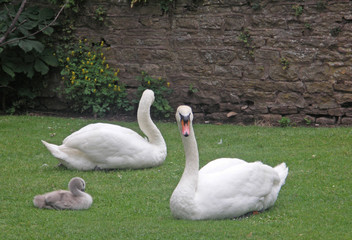 swans with baby swan