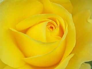 yellow rose