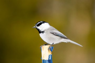 tit-profile perch.