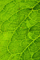 close up detail of a green leaf.