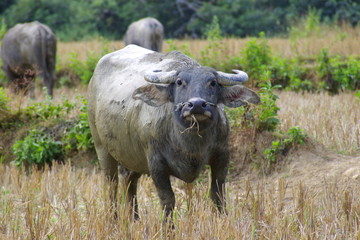 water buffalo 1