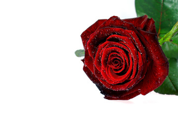 red rose 5