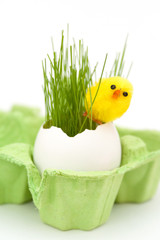easter chick