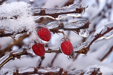 barberry frozen in ice